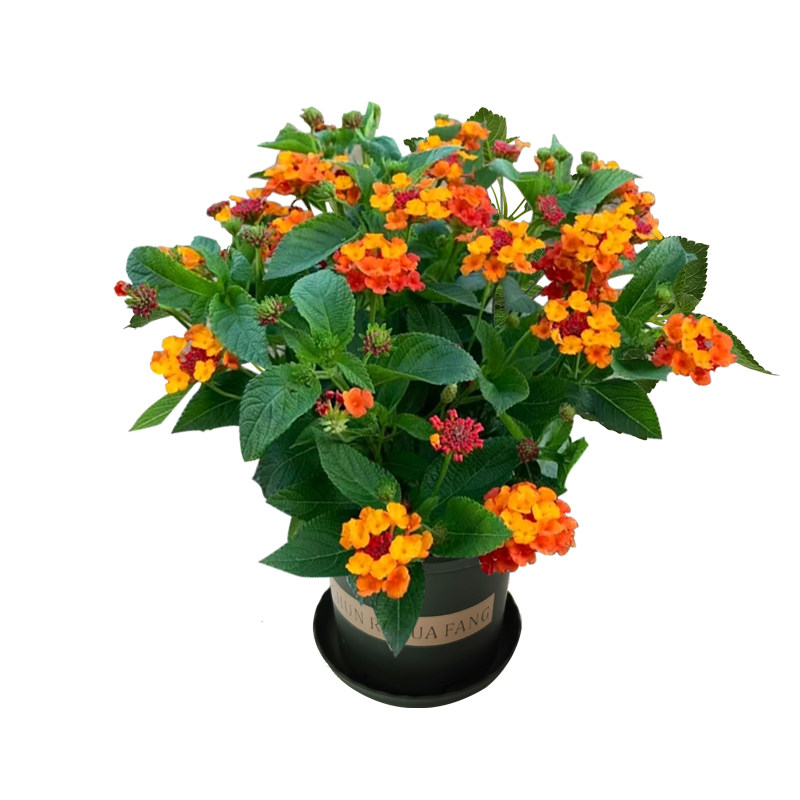 【春日花房】五色梅盆栽