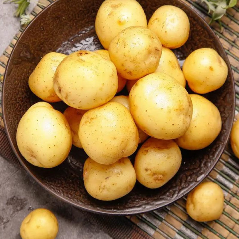 现挖新鲜土豆农家自种高山小土豆2500g